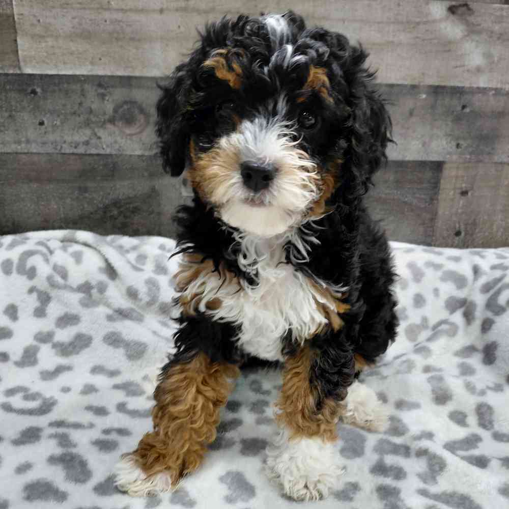pet breed image
