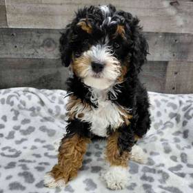 Mini Newfy Poo