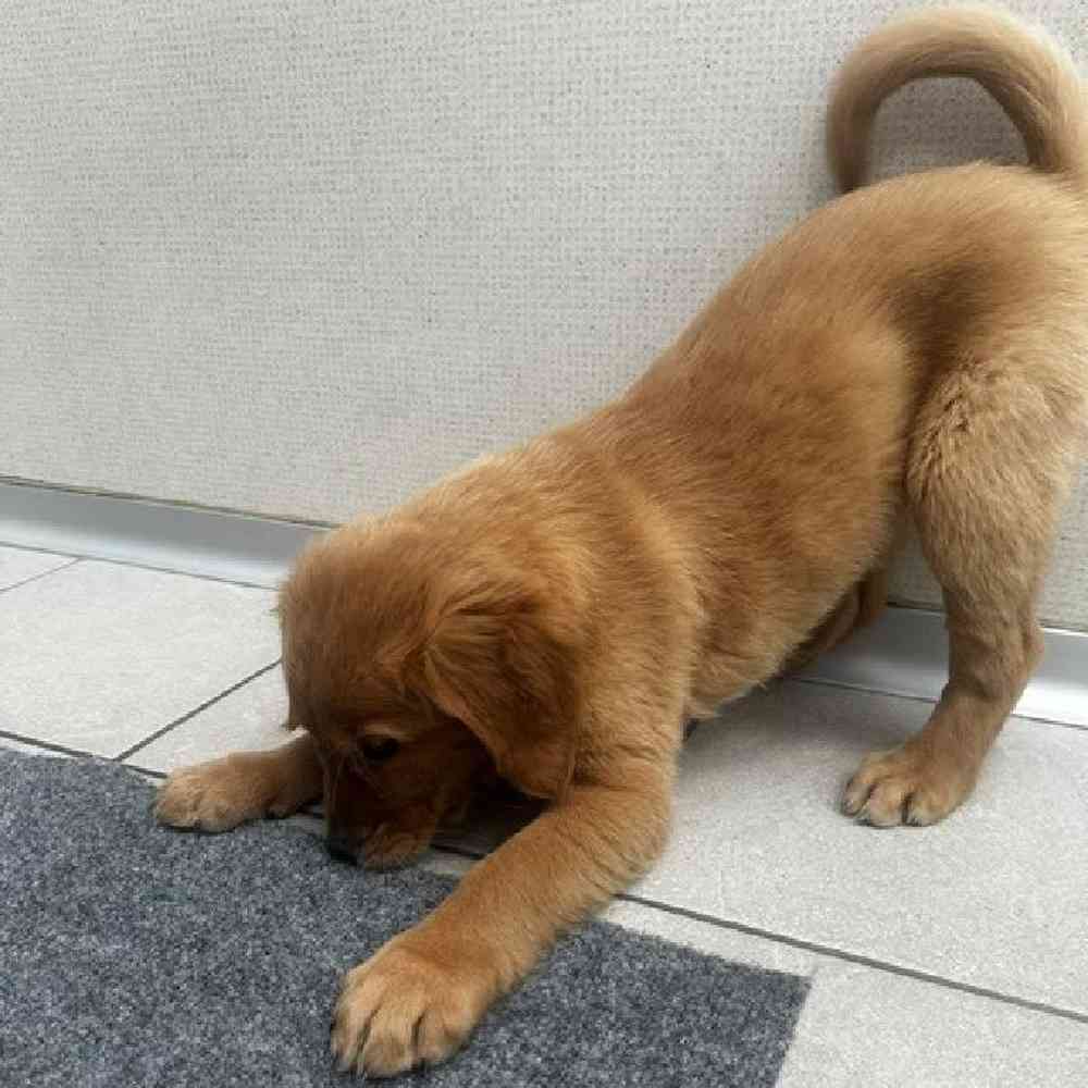 Female Golden Retriever Puppy for Sale in Troy, MI