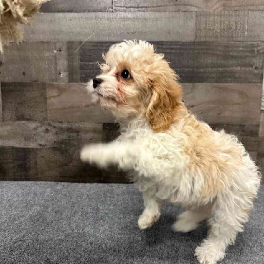 Male Cavapoo Puppy for Sale in Troy, MI