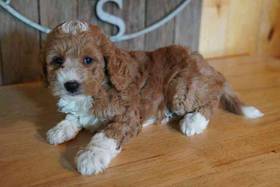 Mini Goldendoodle