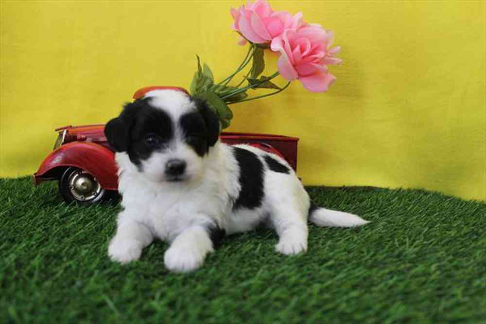 pet breed image