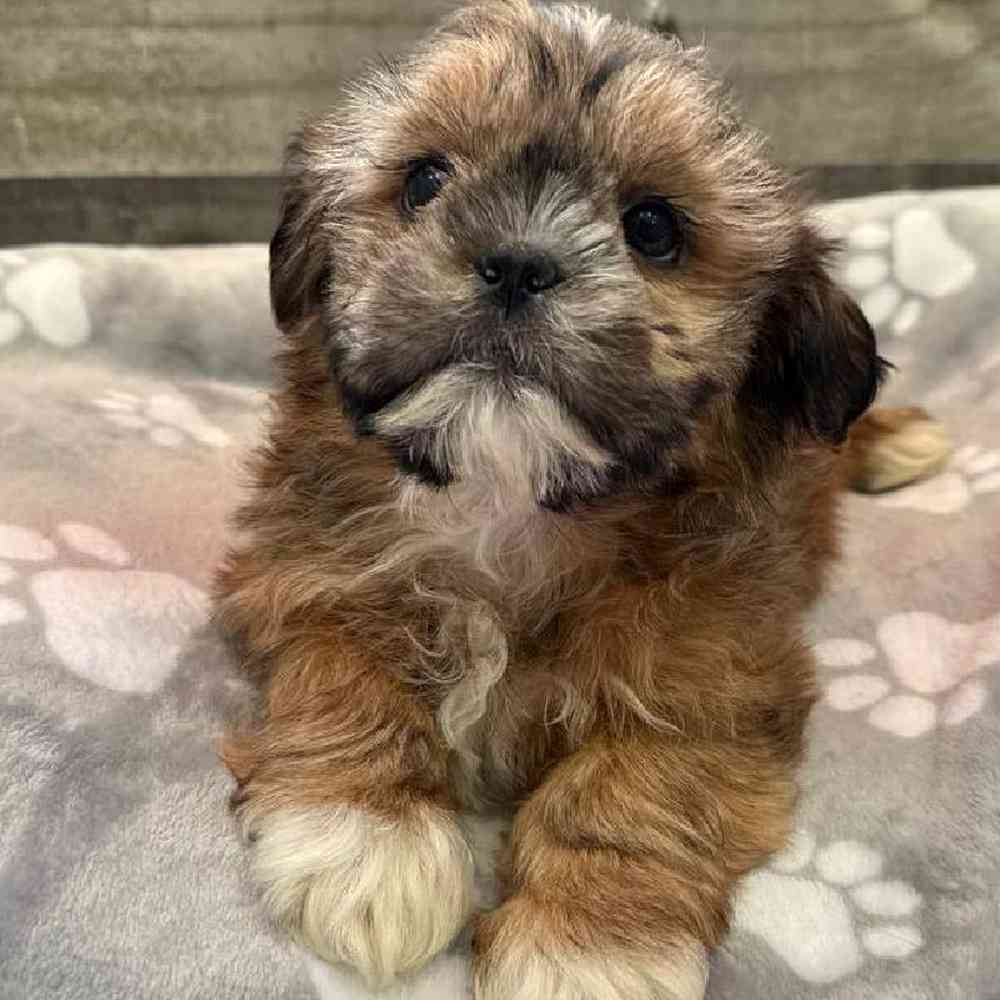 Male Shih Tzu Puppy for Sale in Troy, MI