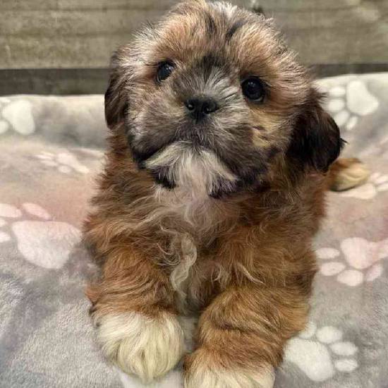 Reuben