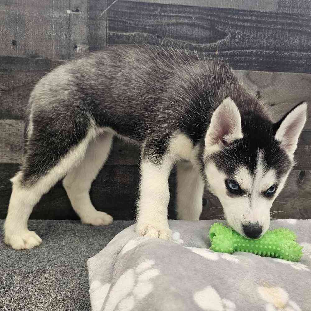 Female Siberian Husky Puppy for Sale in Troy, MI