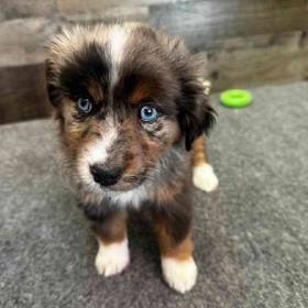 Mini Aussie
