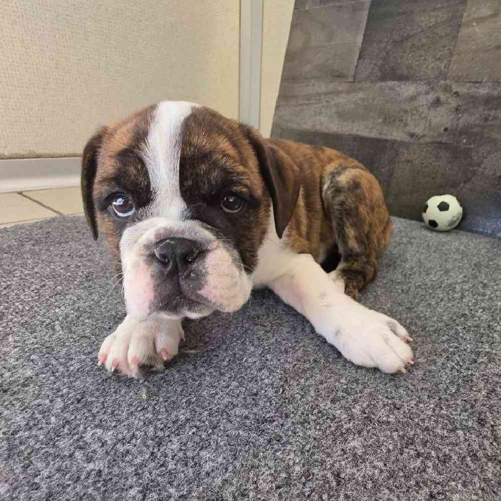 Female Bulldoggle Puppy for Sale in Troy, MI