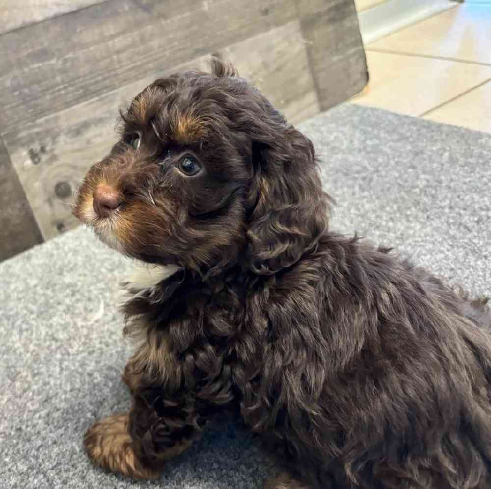 Female Mini Bernedoodle Puppy for Sale in Troy, MI