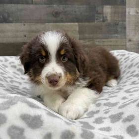 Mini Aussie