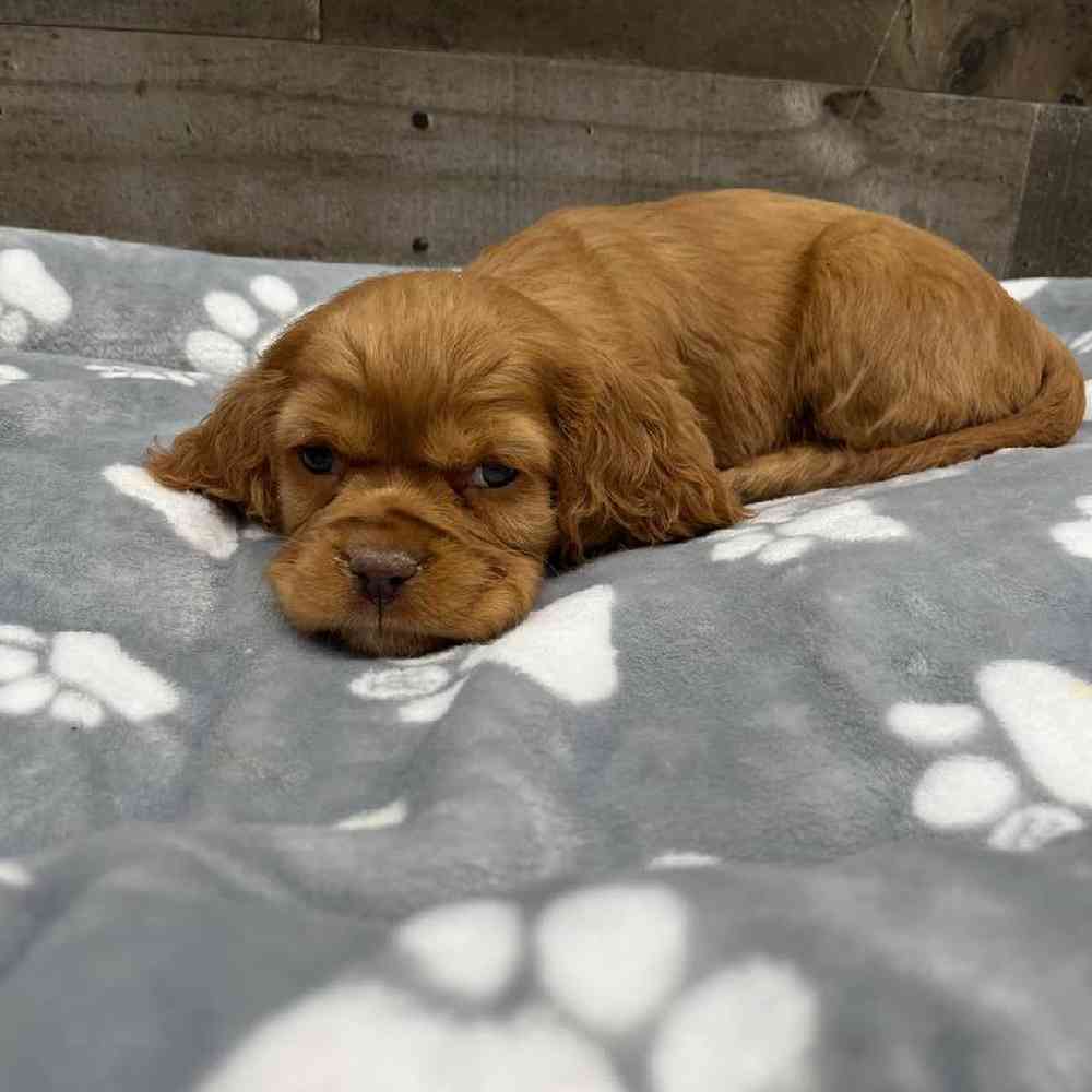 Female Cocker/Cavalier Puppy for Sale in Troy, MI
