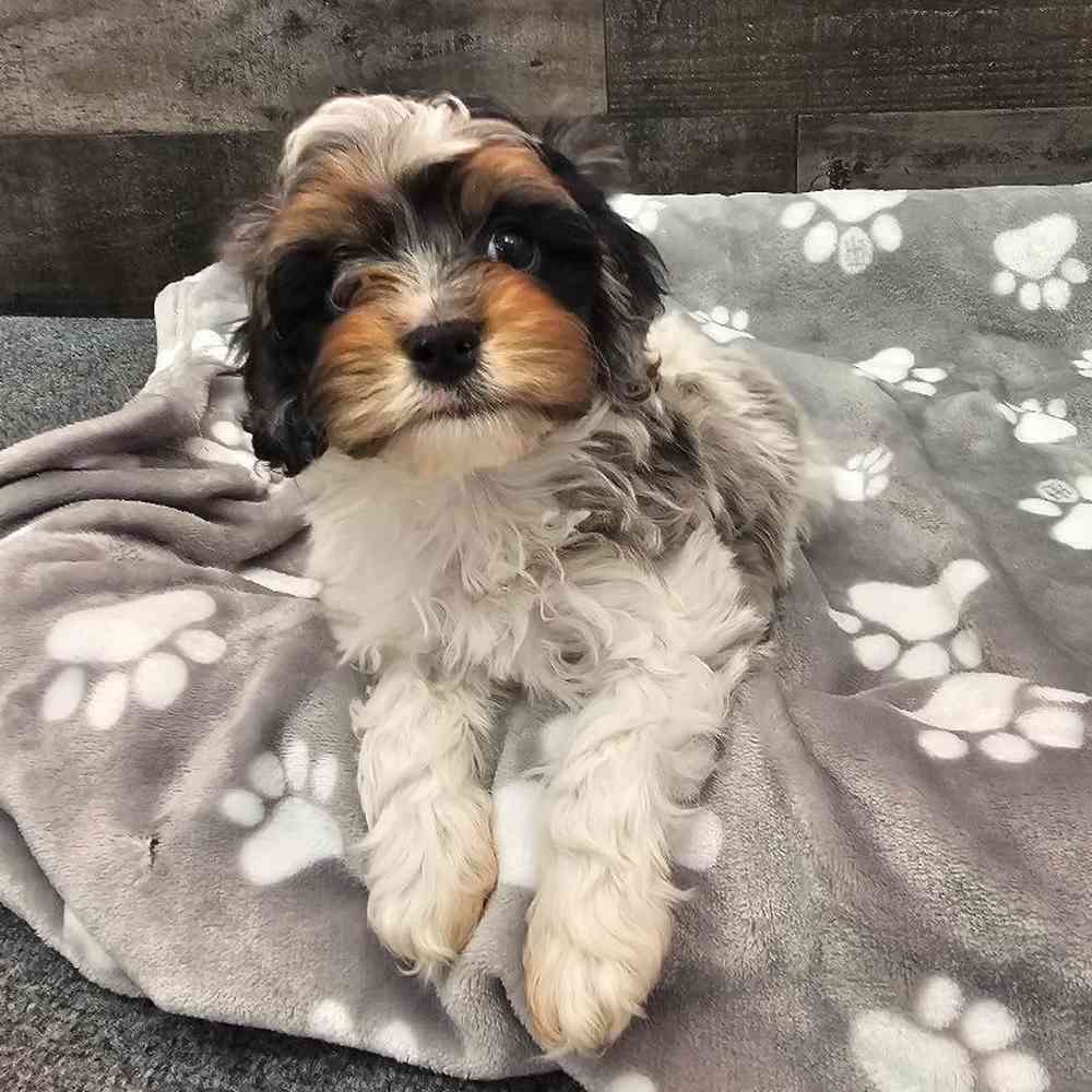 carousel pet images