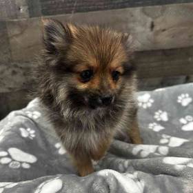 Pomeranian