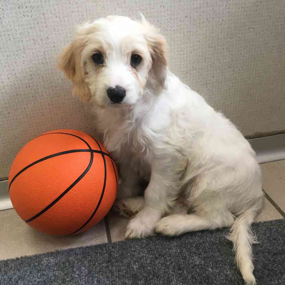 Image of a pet breed in the gallery