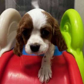 Cavalier King Charles Spaniel