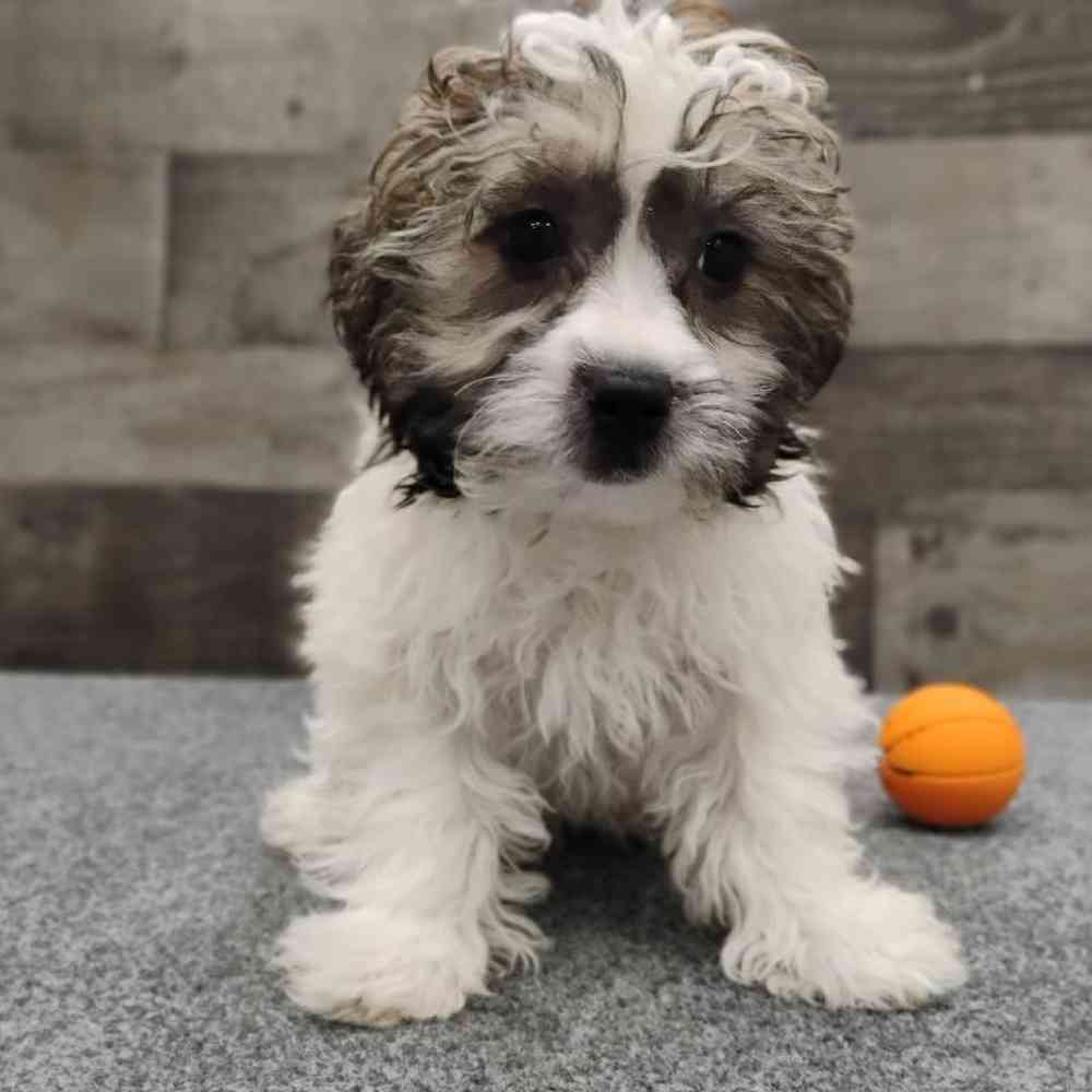 Image of a pet breed in the gallery