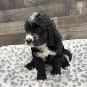 Bernedoodle