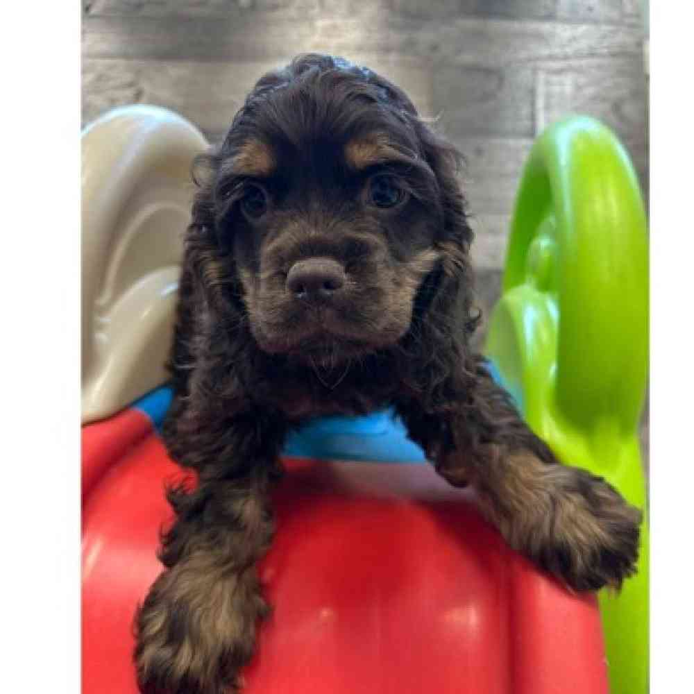 Female Cocker Spaniel Puppy for Sale in Troy, MI