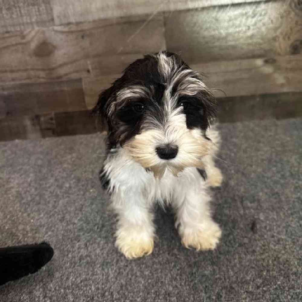Female Mini Schnauzer Puppy for Sale in Troy, MI
