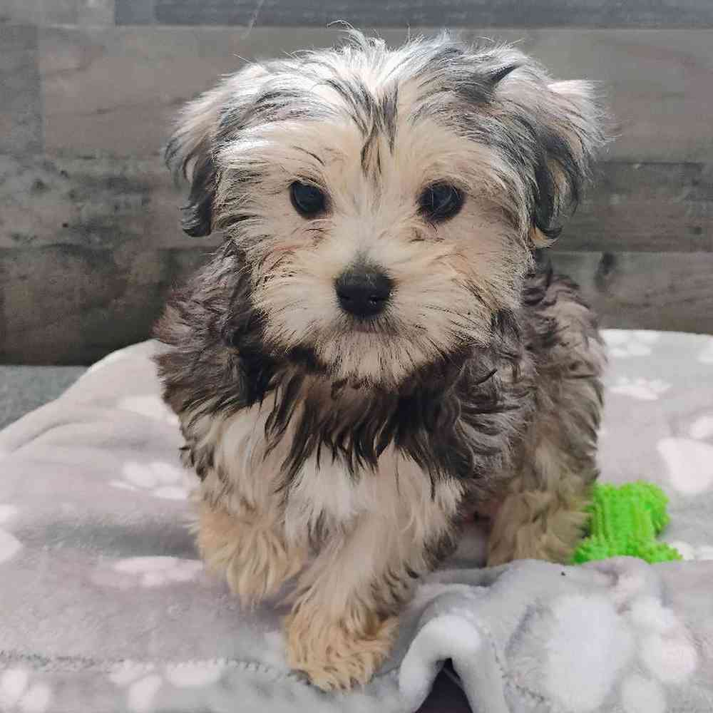 Male Yorkie Puppy for Sale in Troy, MI