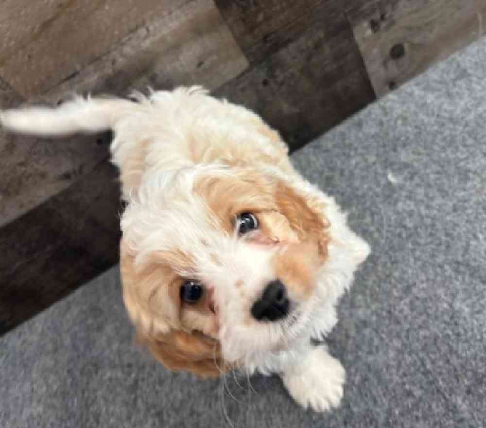 Male Cavapoo Puppy for Sale in Troy, MI