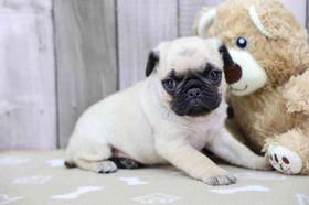 Pug
