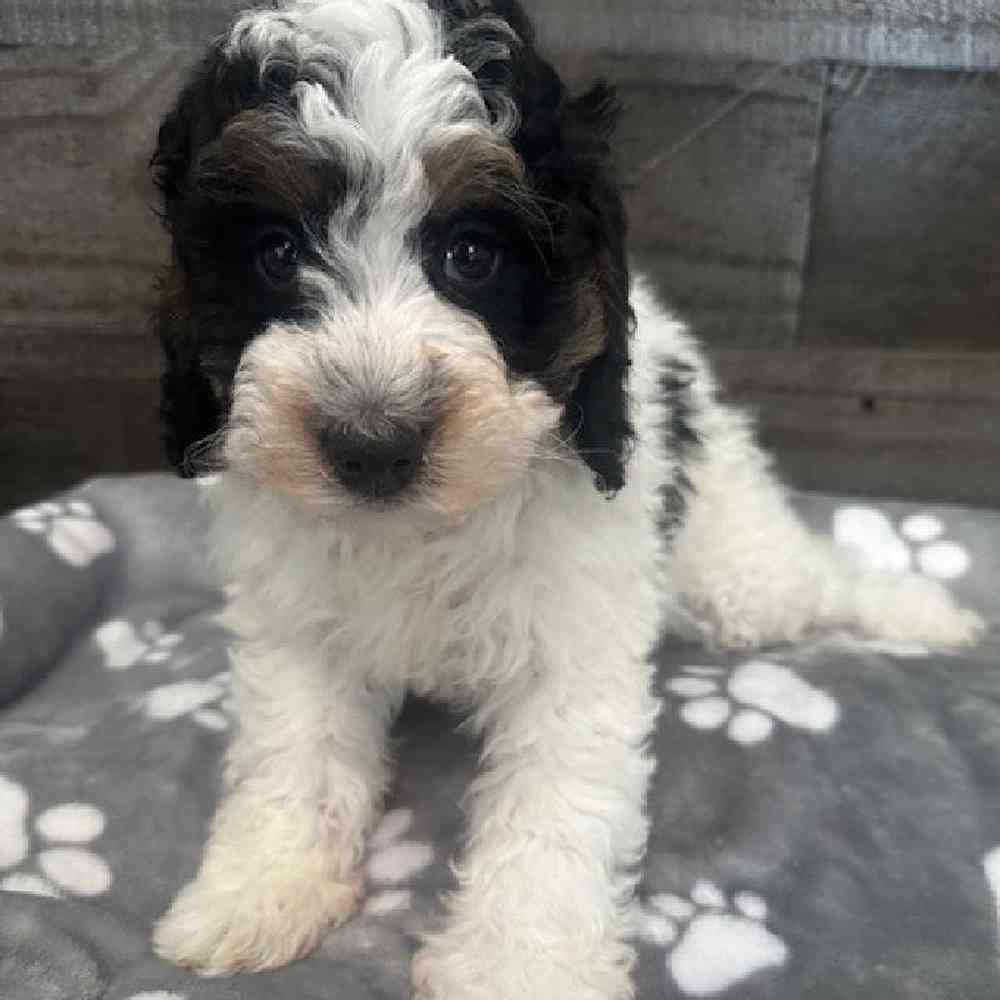 Male Mini Bernedoodle Puppy for Sale in Troy, MI