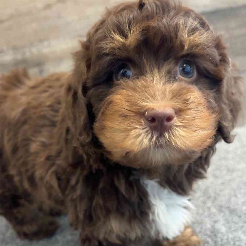 Female Mini Bernedoodle Puppy for Sale in Troy, MI