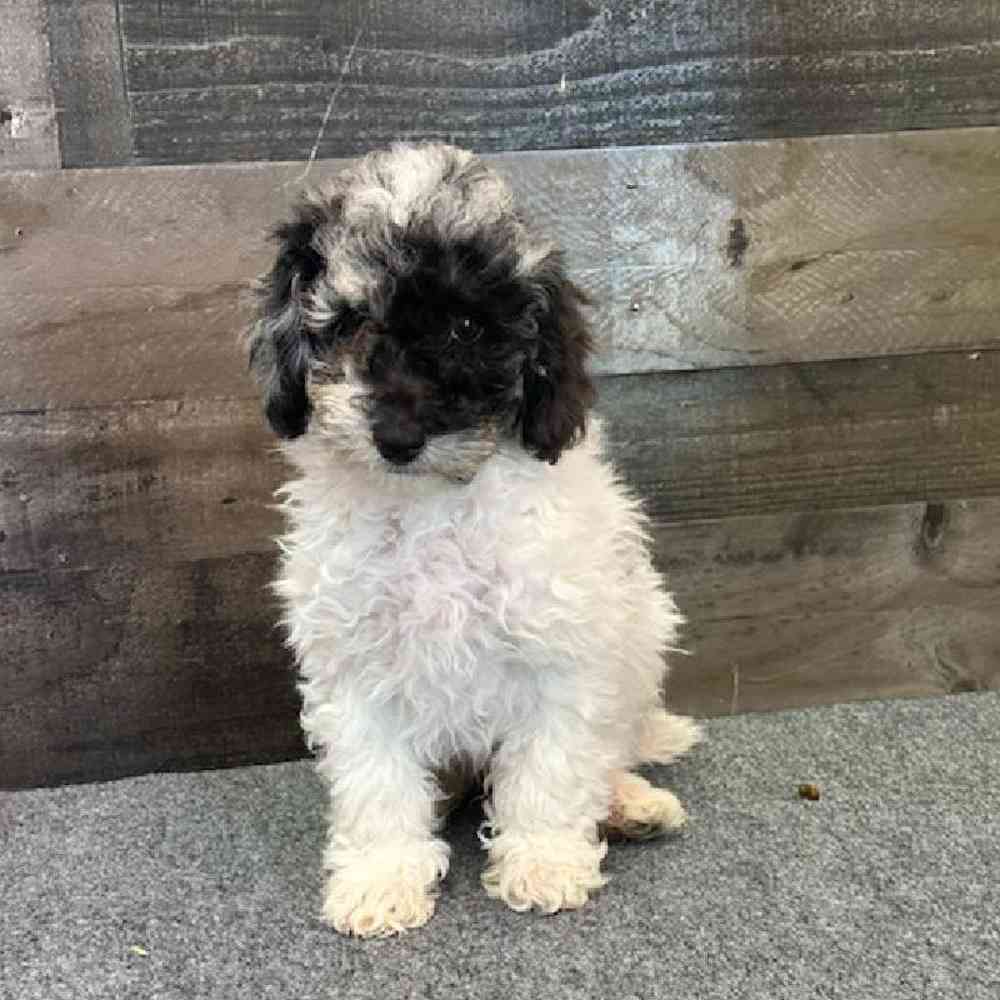 Male Aussiedoodle Puppy for Sale in Troy, MI