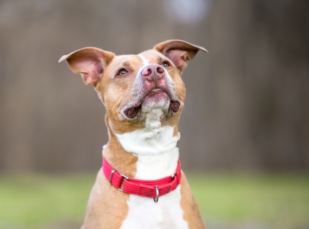 A red and white Pittbull Mix dog wearing a red collar.