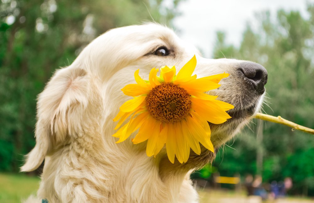 Pet-Friendly Garden Plants