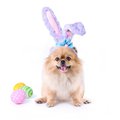 A Pomeranian wearing a rabbit ear headband.