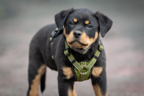 A Rottweiler puppy wearing a green harness.