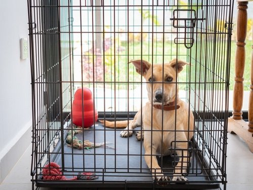 Tips for Crate Training - The Family Puppy