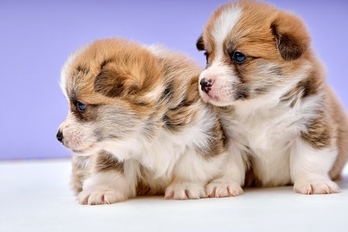 Two Prembroke Welsh Corgi puppies sitting together.