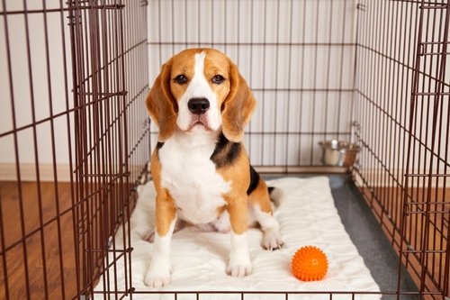 Learn about Crate Training - The Family Puppy