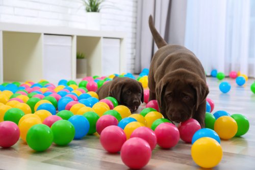 Keeping your new puppy active this fall
