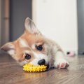 A Pembroke Welsh Corgi puppy teething on a yellow chew toy.