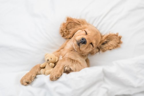 A sleeping Cocker Spaniel puppy.
