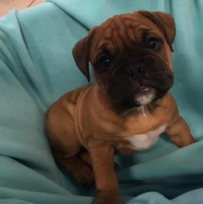 Bulldoggle image