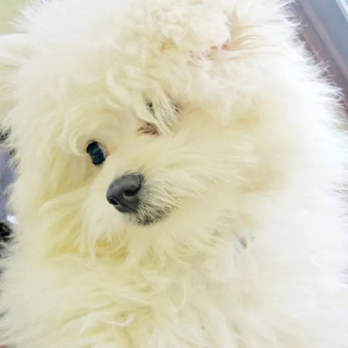 Pompoo Puppies for Sale image