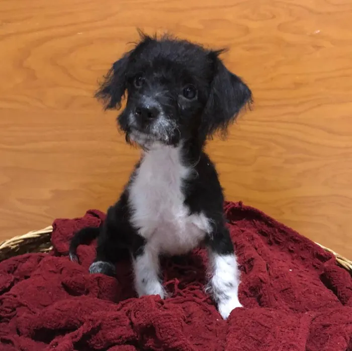 Poochi image