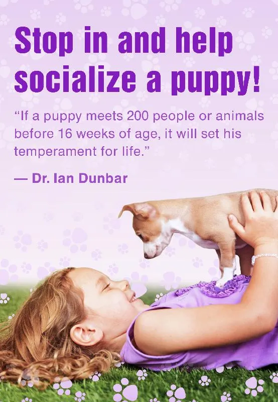 Stop in and help socialize a puppy!
