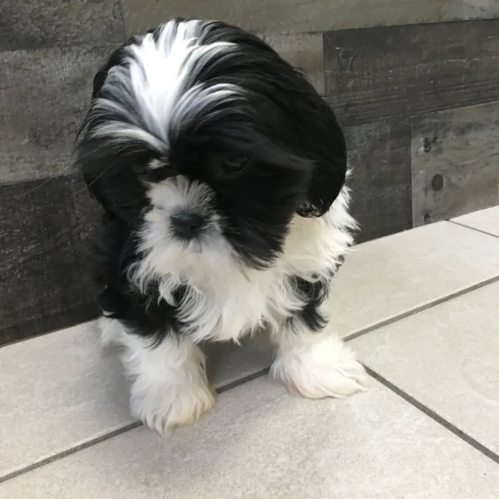 Male Shih Tzu puppy named Linguine for sale at The Family Puppy-Novi.