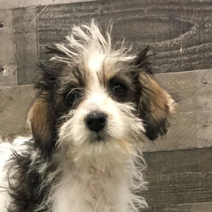 Female Schnoodle puppy named Violet for sale at The Family Puppy-Novi.