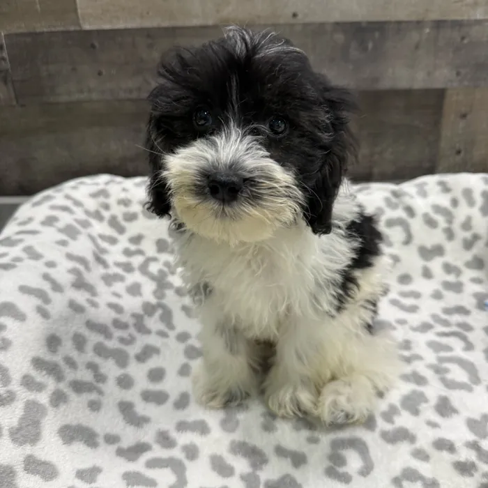 Female Schnoodle puppy named Mary for sale at The Family Puppy-Troy.