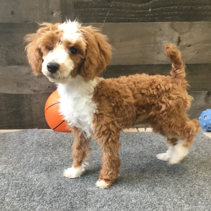 Male Mini Poodle puppy named Peeta for sale at The Family Puppy-Novi.