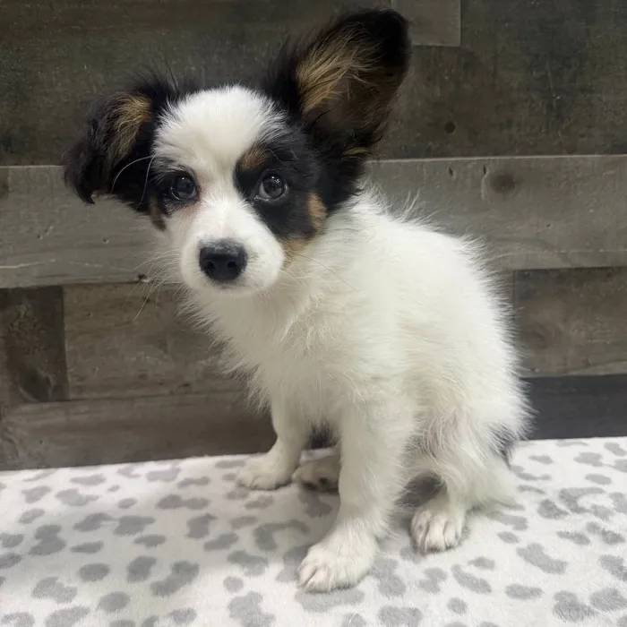 Male Papillon puppy named Bowzer for sale at The Family Puppy-Troy.