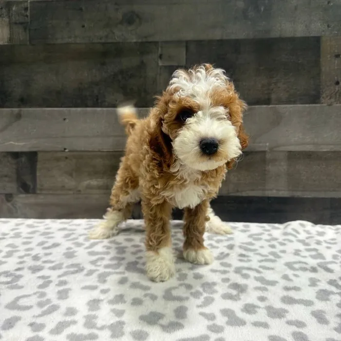 Male Mini Poodle puppy named Stevie for sale at The Family Puppy-Troy.