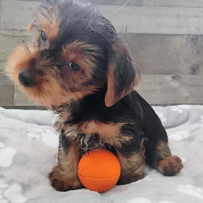 Male Yorkie puppy named Glitch for sale at The Family Puppy-Novi.