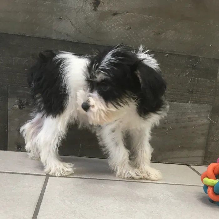 Female Mini Schnauzer puppy named Toni for sale at The Family Puppy-Novi.